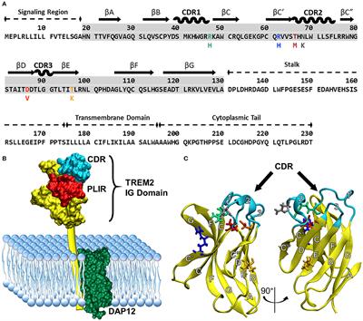 Neurodegenerative Disease–Associated Variants in TREM2 Destabilize the Apical Ligand-Binding Region of the Immunoglobulin Domain